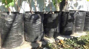 Разгон саженцев винограда в 1й год жизни.