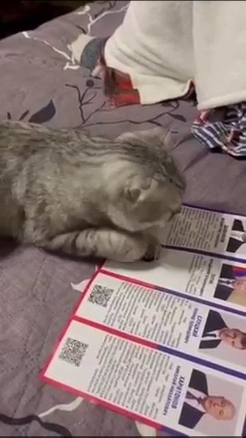 У кота выбор пал на В. В. Путина (юмор).mp4 смотреть онлайн