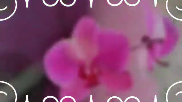 Саламалейкум о умма