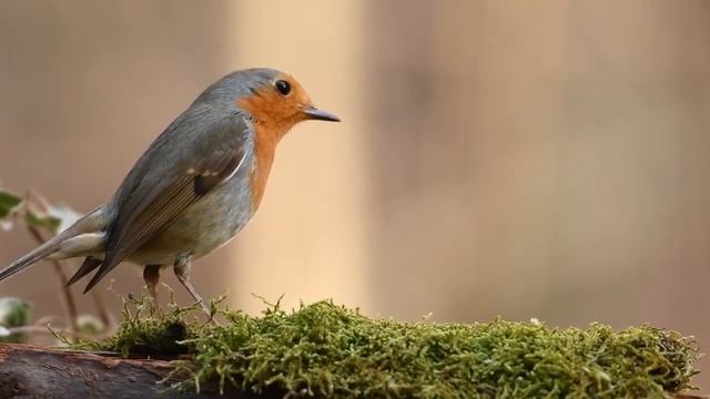 30 min Relaxation music for leisure time: Relaxing Music, Calm Music, Yoga Music смотреть онлайн