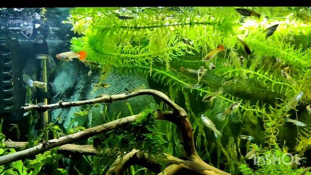 Самка гуппи Мирея - подруга Кайла, гуппи кои смотреть онлайн