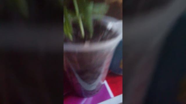 Мой первый гров мой первый клон удачно😁 смотреть онлайн