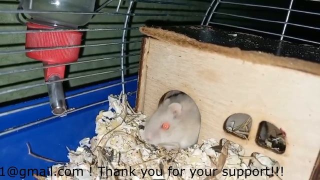 14 Aventurat e lloj brejtësi të vogël Strawberry Seria 11 смотреть онлайн