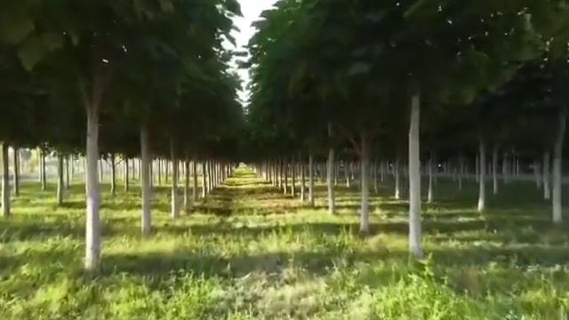 Павловния смотреть онлайн
