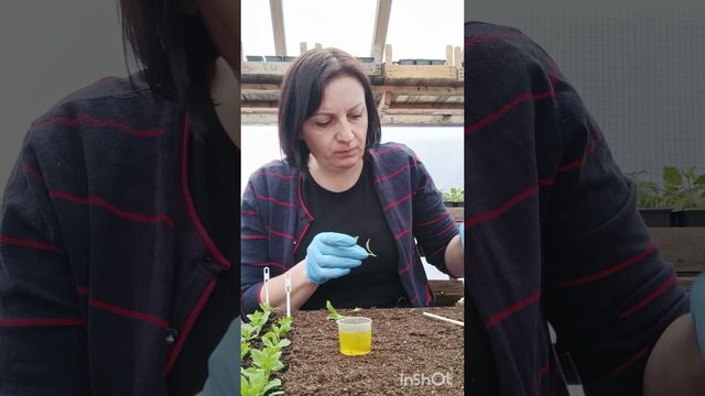 Черенкование калибрахоа