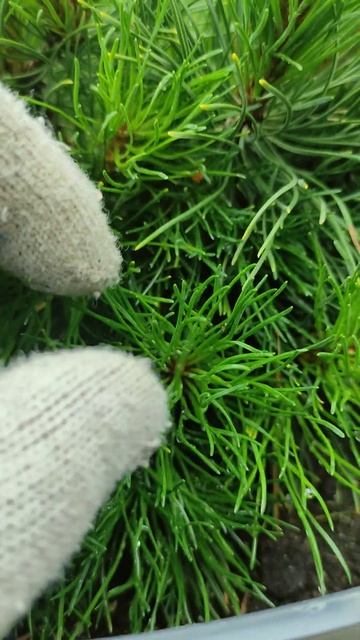 как сделать сосну пышной ? это не секрет #дача #сад #gardenplants #garden #дачные