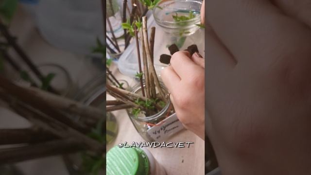 Черенкование жасмина садового почкой. Что же их этого получится?