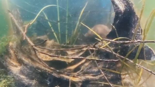 CHANNA ANDRAO--He find for his mate or they really battle,i don't know:( its so fun but fearfull :( смотреть онлайн