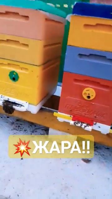 ❗Жара на кубани, пчелы висят #пчелы #пчеловодство #пасека #мёд смотреть онлайн