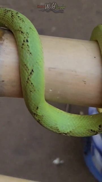 Bamboo pit viper venomous #viper #shorts #snake смотреть онлайн