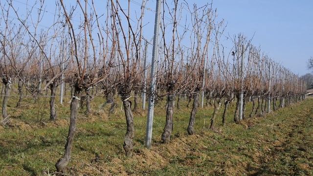 iWinemaker 2023. ОСЕНЬ. Участок N° iWinemaker 2022. Начало. Участок N°236