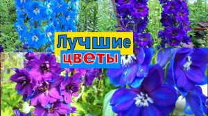 ДЕЛЬФИНИУМЫ ЛУЧШИЕ СОРТА. КРАСИВЫЕ ЦВЕТЫ