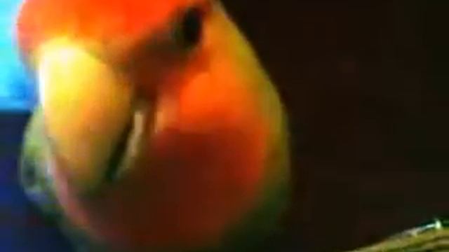 Попугай неразлучник Фунтик