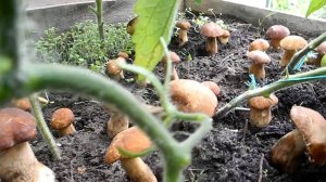 Как вырастить много белых грибов на своем участке (сентябрь)