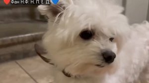 Хиробрин в реальной жизни (перезалив)