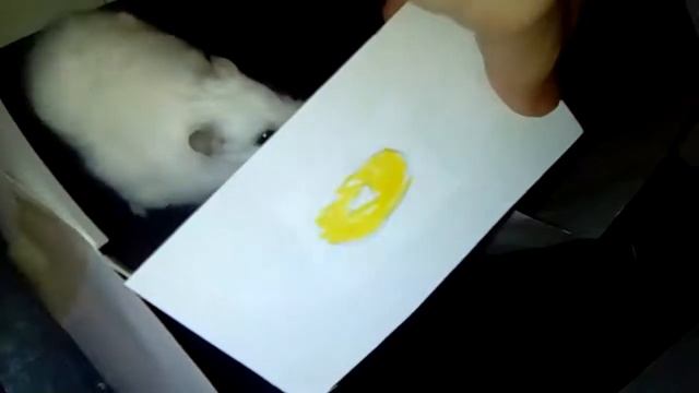 Лабиринт для хомяка смотреть онлайн