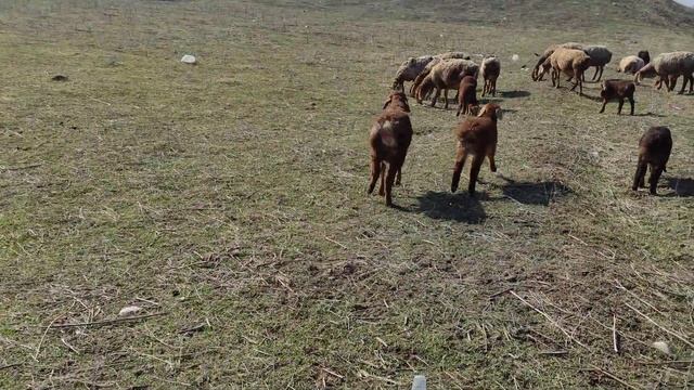 Арашан козулар сынака смотреть онлайн
