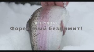 Как правильно ловить форель зимой 04.02.22