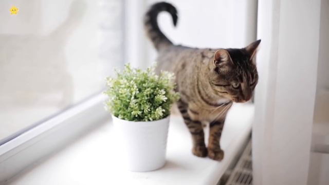 Домашние животные для детей Корова Лошадь Курица Как говорят животные смотреть онлайн