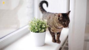 Домашние животные для детей Корова Лошадь Курица Как говорят животные