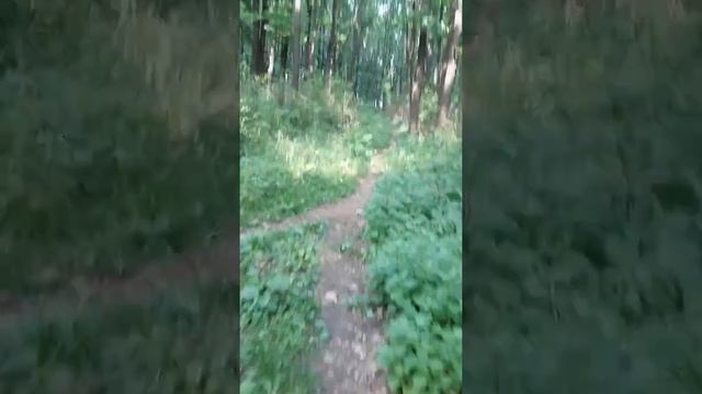 красота леса смотреть онлайн