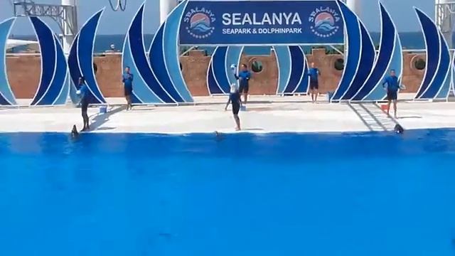 Дельфины в анталии Турция. смотреть онлайн