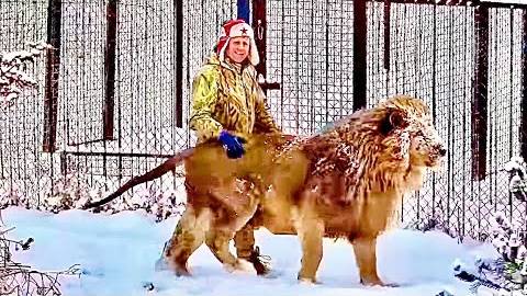 Олег Зубков вывел любимого льва Чука погулять по заснеженной саванне, счастливы оба))) смотреть онлайн