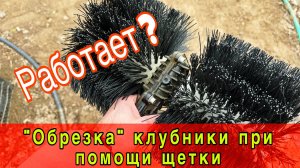 «Обрезка» клубники при помощи щетки #топыкатегорий