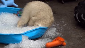 Животные для детей! Львы, Лошади, Жирафы, Крокодилы.