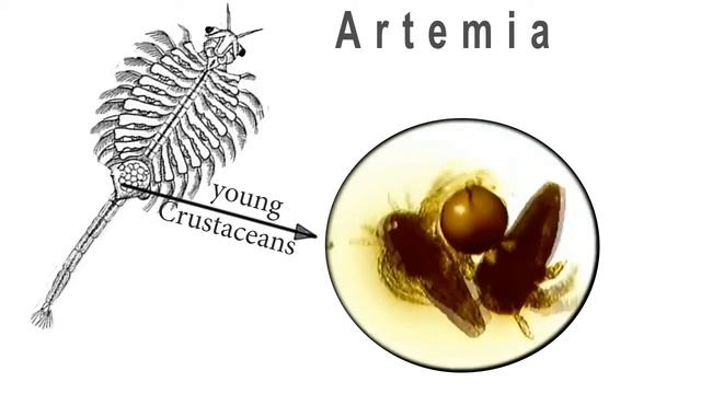 Artemia-small Crustaceans Of The Order Gill-footed