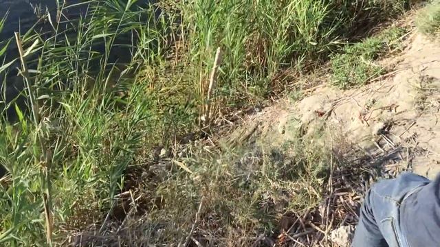 Щука прям под ногами!!!! #carp #fishing #food #camping #shukatukaigi смотреть онлайн