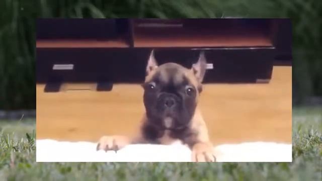 Собака съела ребенка смотреть онлайн