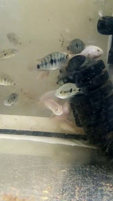 Ciclidos híbridos de convicto con parrot /loro Y algunos convictos albinos (las palmas de g.c) смотреть онлайн