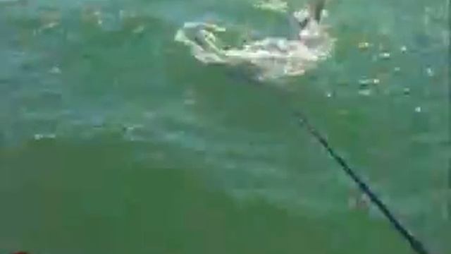 Hammerhead Shark Bites 150lb Tarpon In Half смотреть онлайн