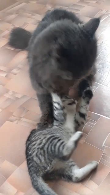 Котейки смотреть онлайн