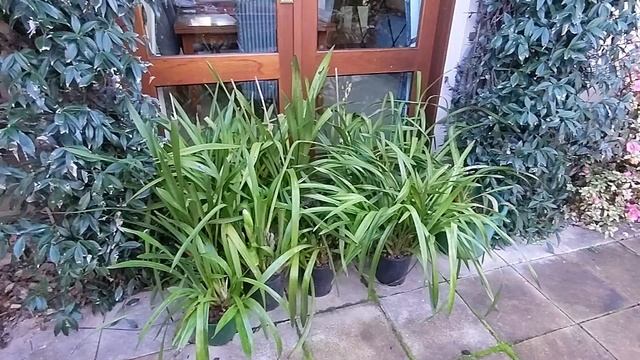 How to grow cymbidium orchids: light, water, temperature смотреть онлайн