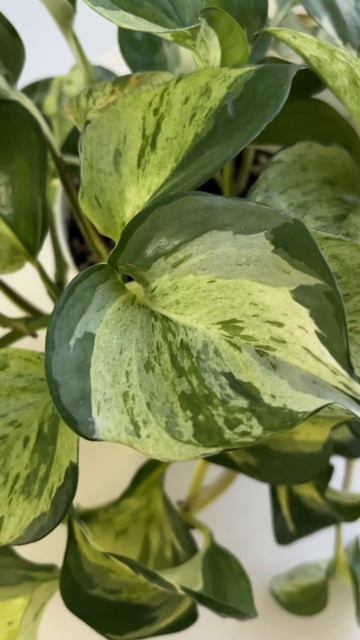 Как растёт эпипремнум Marble Apple смотреть онлайн