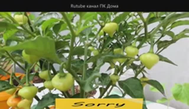 Острый перец Вьетнам смотреть онлайн