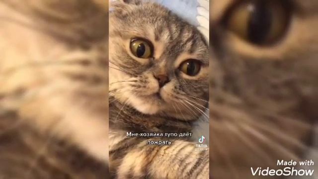 ВИДЕО ДЛЯ КРОЛИКОВ И КОШЕК 🐰 🐈 смотреть онлайн