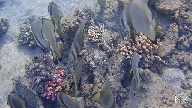 RED SEA - EGYPT 17 - MARSA ALAM - AUGUST 2021 смотреть онлайн