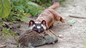 Длиннохвостая ласка – быстрый, хитрый и кровожадный акробат!