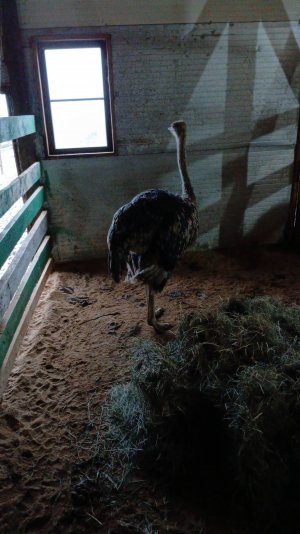 СТРАУСЫ НА ПРОГУЛКЕ