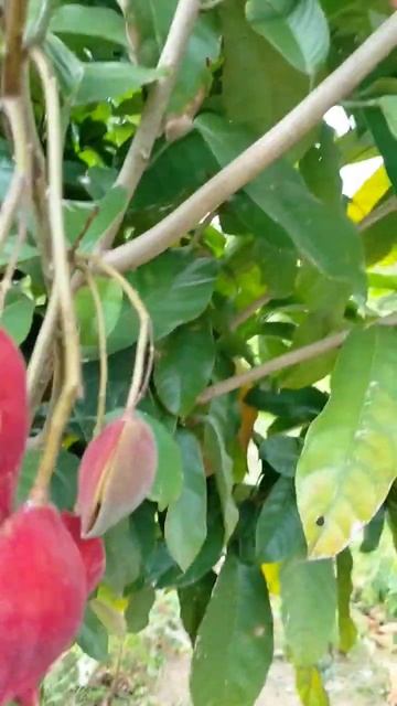 The chestnut red fruits #short #fruit #plants #natural смотреть онлайн