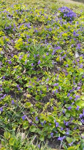 Поляна фиалок ✨ Glade of violets #flowers #spring #nature #цветы #природа #весна #фиалка смотреть онлайн