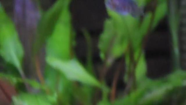 Pseudotropheus Elongatus Mpanga 1 month old смотреть онлайн