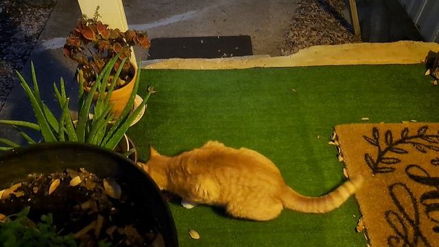 Spotted A Opossum On My Porch, But Scared Him Off When I Opened My Door. смотреть онлайн