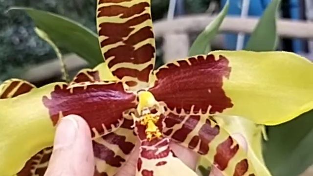 Rossioglossum Rawdon Jester 'Great Bee'