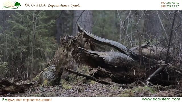 Дождь в лесу смотреть онлайн