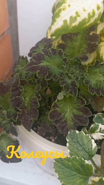 колеусы на улице переезд в кашпо смотреть онлайн