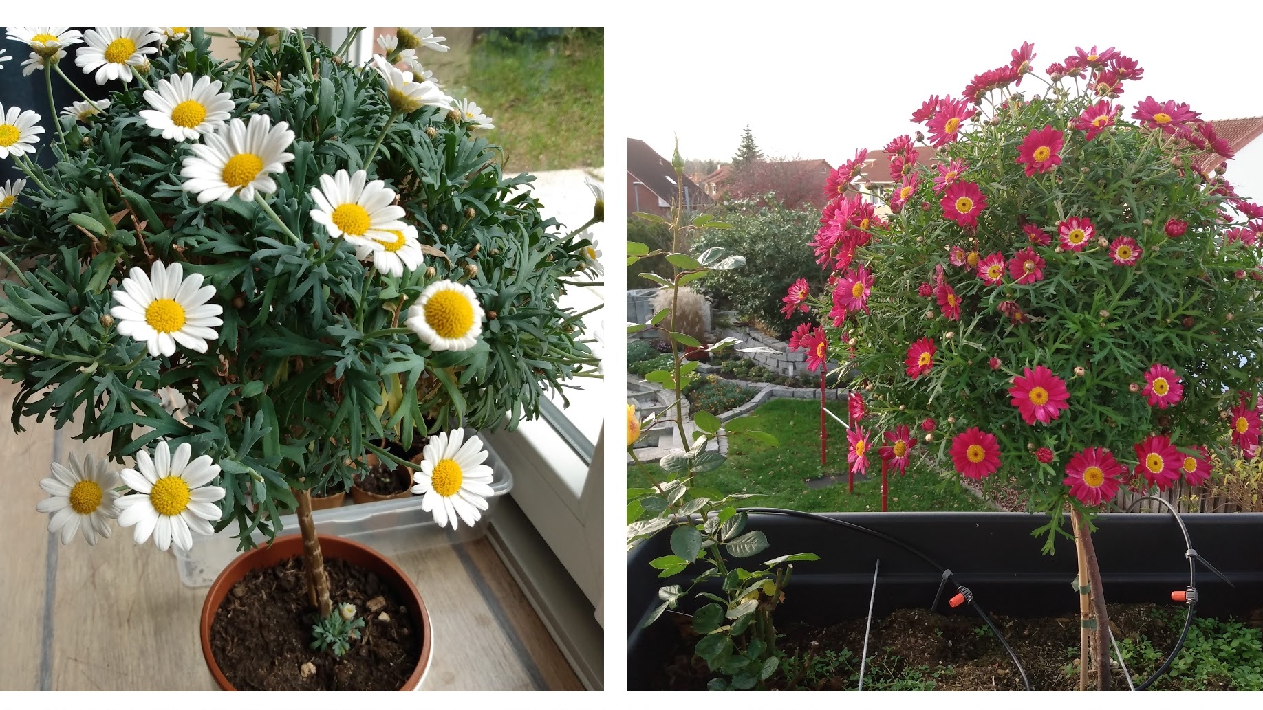 Как вырастить Аргирантемум на штамбе? Шаг 1. Черенкование.